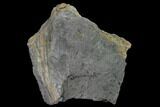 Fossil Lycopod Tree Root (Stigmaria) - Kentucky #158814-2